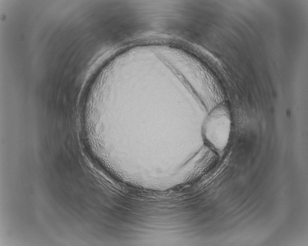 X0000068271415200605191816