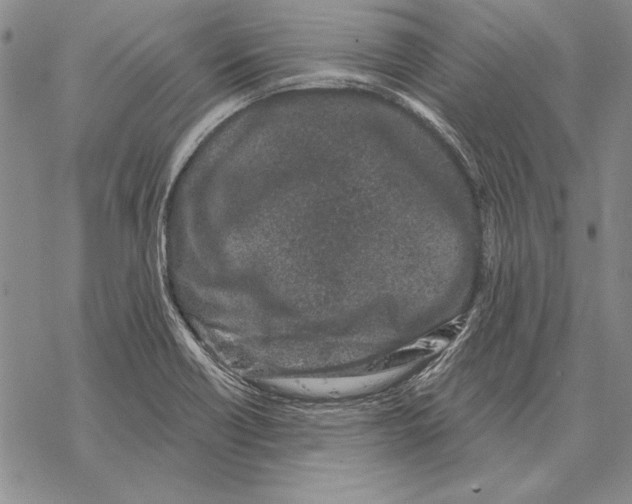 X0000068271418200605191816