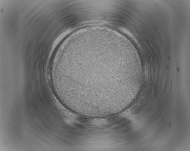 X0000068271466200605191816