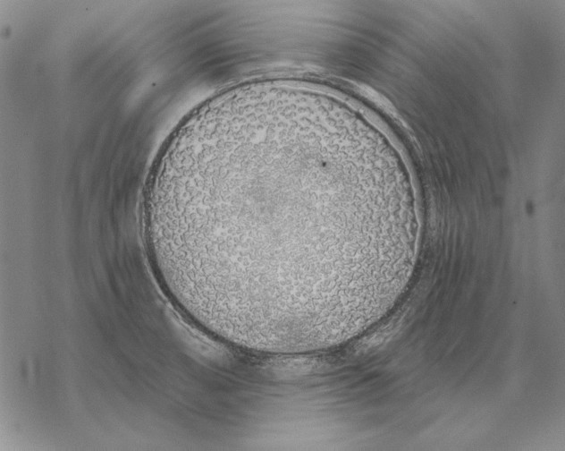 X0000068271474200605191815