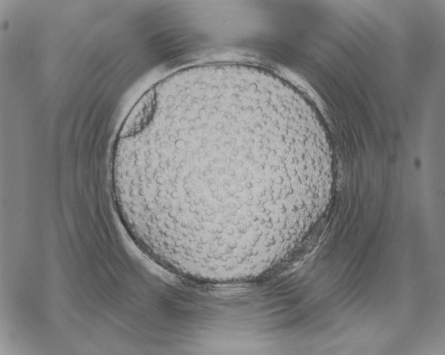 X0000068271483200605191815