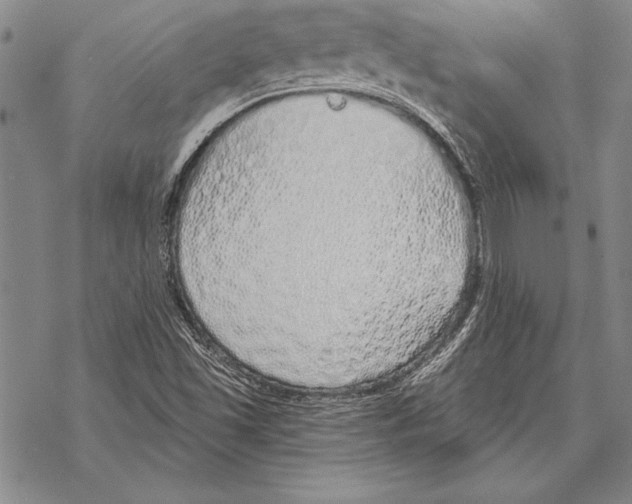 X0000068271501200605191815