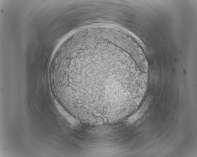 X0000068271514200605191815