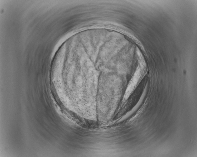 X0000068271530200605191815