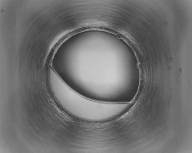 X0000068281022200604210910