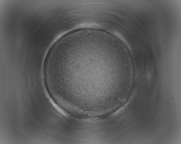 X0000068281037200604211106