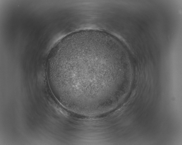 X0000068281359200604211100
