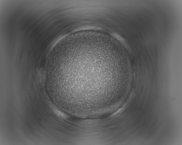 X0000068281369200604211100