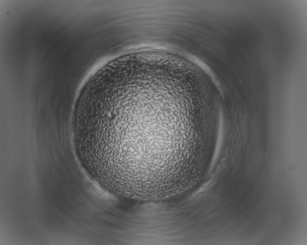 X0000068281373200604211100