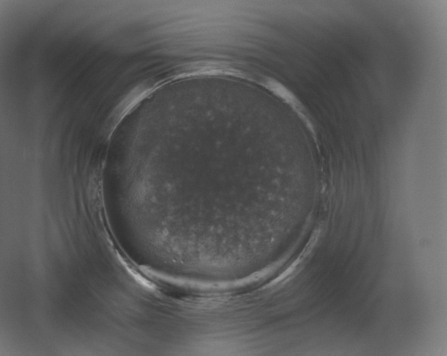 X0000068281385200604211100