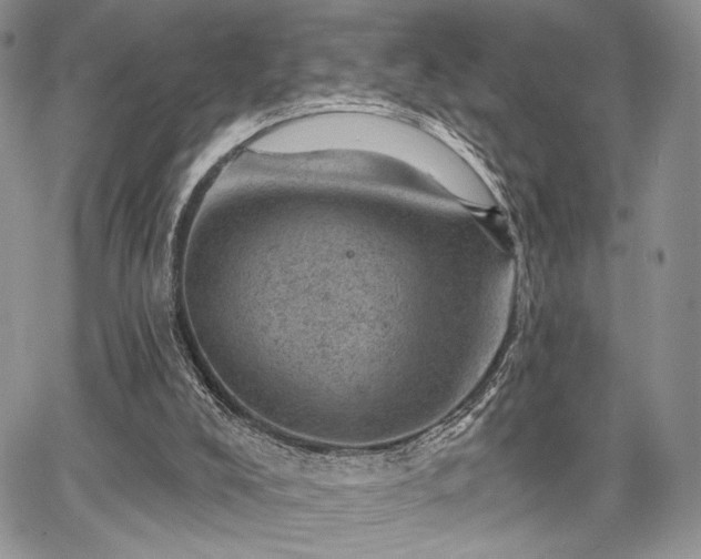 X0000068280008200604241245
