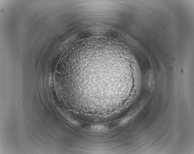 X0000068280137200604241242