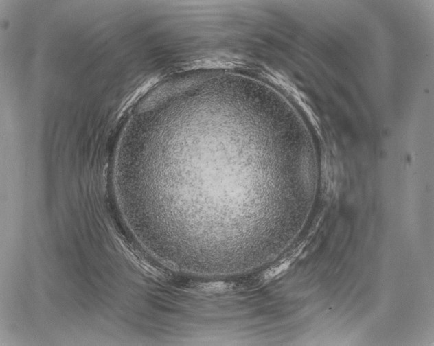 X0000068280153200604241242
