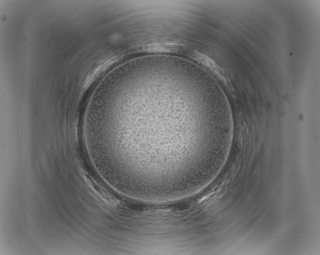 X0000068280299200604241240