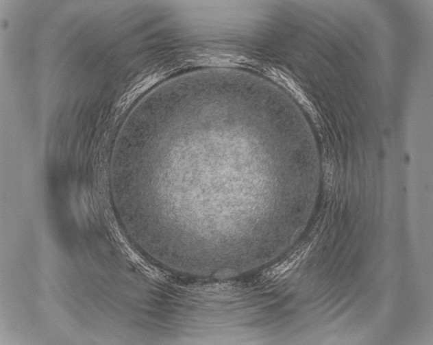 X0000068280433200604241237