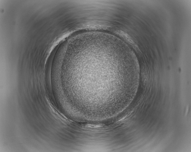 X0000068280488200604241236