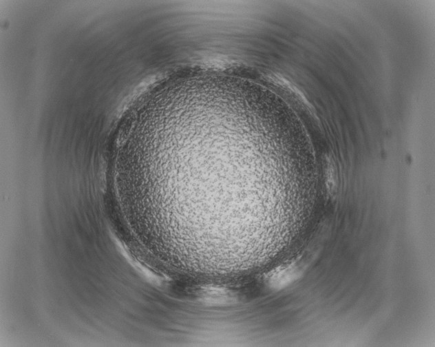 X0000068280496200604241236