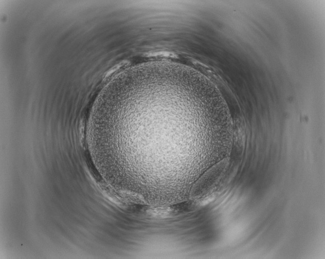 X0000068280767200604241233