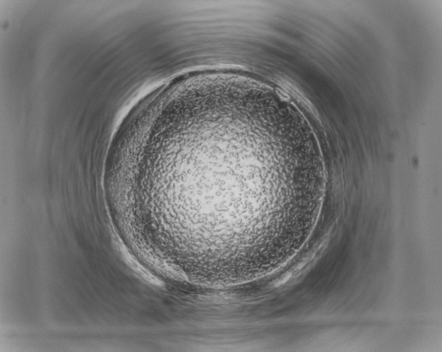 X0000068280797200604241231