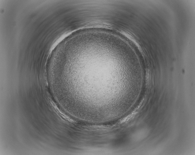 X0000068280925200604241229