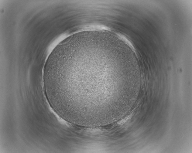 X0000068281103200604241226