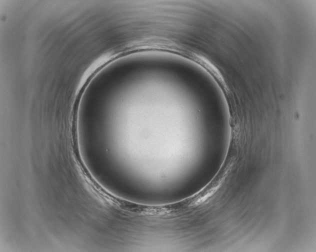 X0000068281146200604241226
