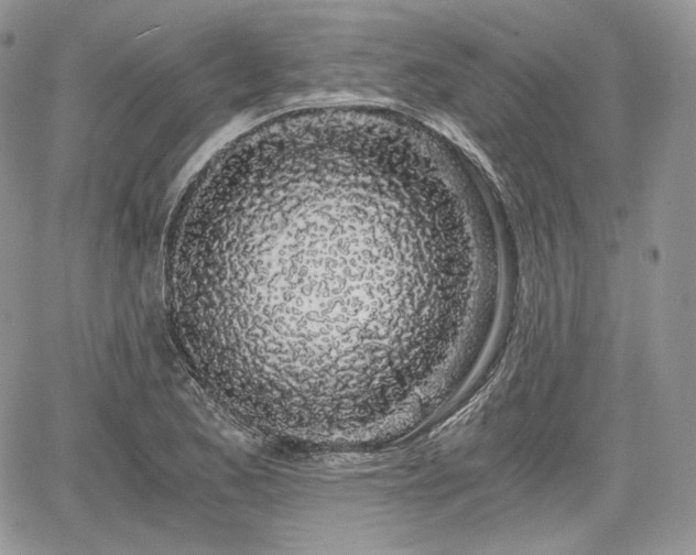 X0000068281173200604241225