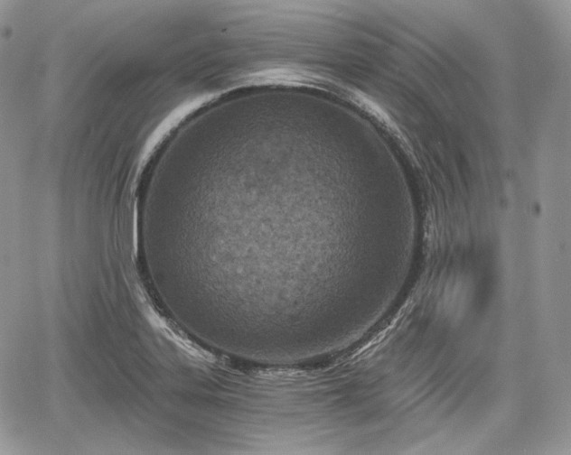 X0000068281323200604241223