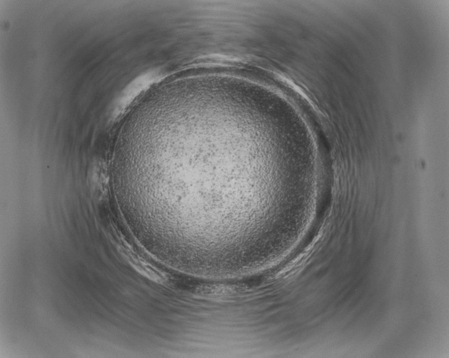X0000068281355200604241222