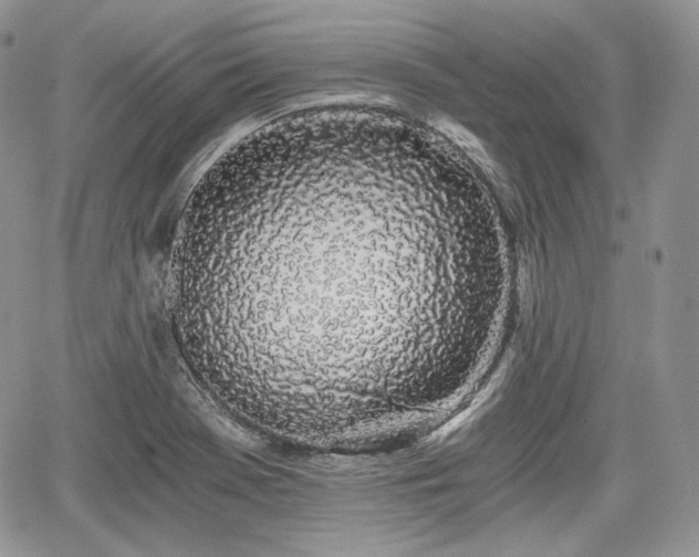 X0000068281369200604241222