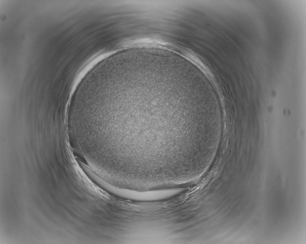 X0000068281392200604241221