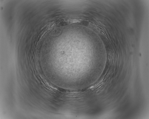 X0000068281393200604241221