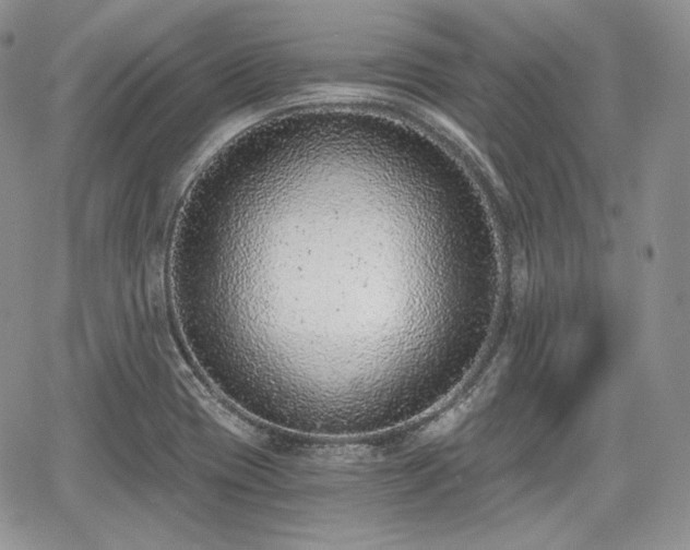 X0000068281417200604241221