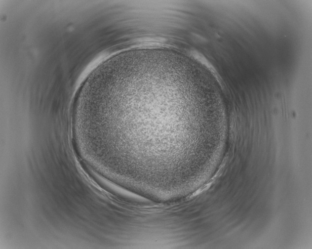 X0000068281467200604241220