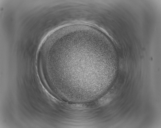 X0000068281508200604241219