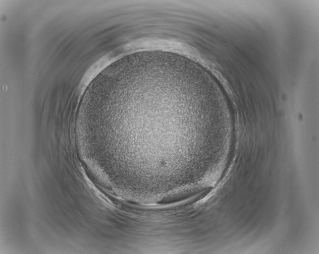 X0000068281529200604241220