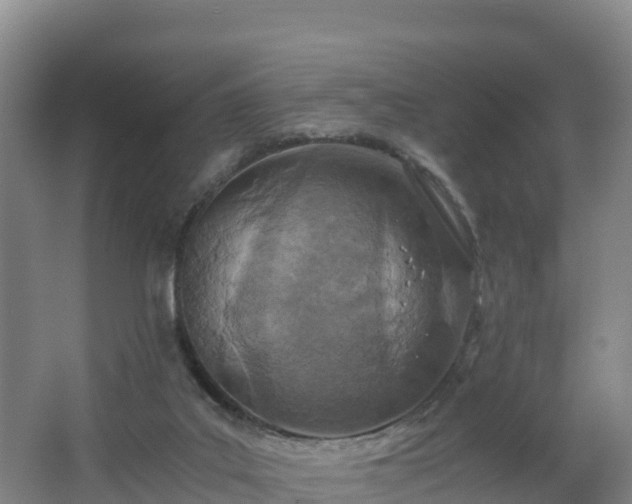 X0000068280019200604281629