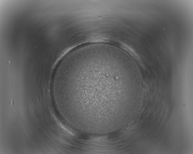 X0000068280155200604281627