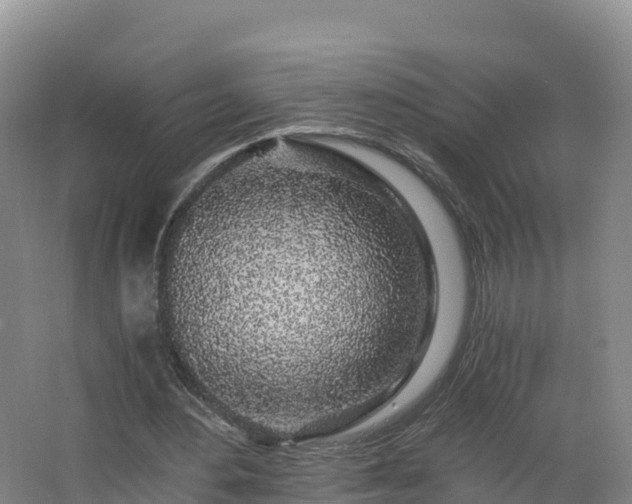 X0000068280484200604281621