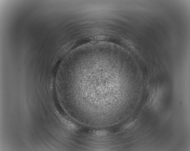 X0000068280645200604281619