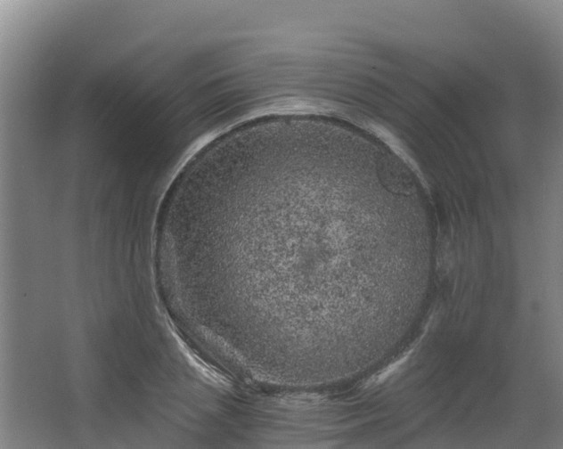 X0000068280837200604281615