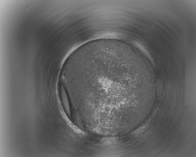 X0000068280944200604281614