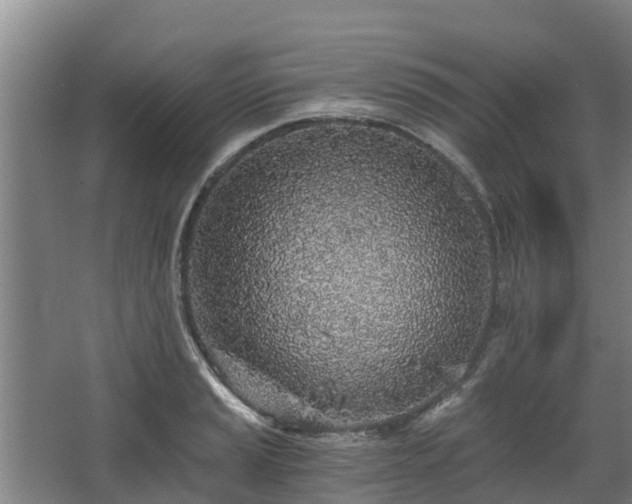 X0000068281037200604281612