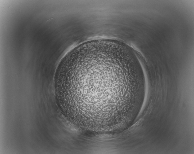 X0000068281173200604281610
