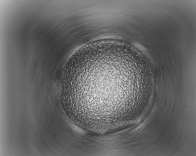 X0000068281369200604281606