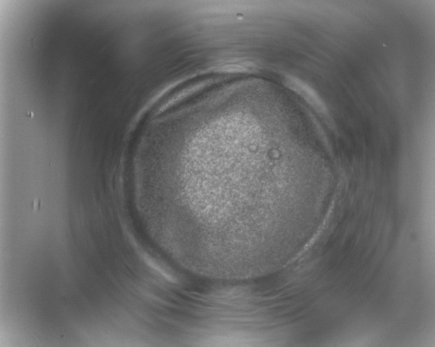 X0000068280155200605051850