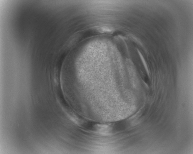 X0000068280170200605051851