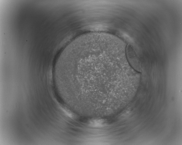 X0000068280202200605051850