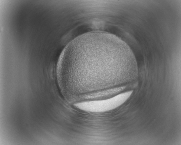 X0000068280233200605051849