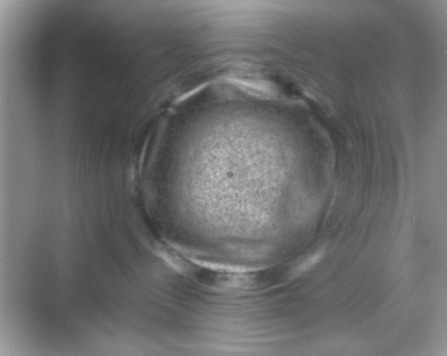 X0000068280288200605051849